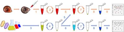 Specific Pathogen Recognition by Multiple Innate Immune Sensors in an Invertebrate